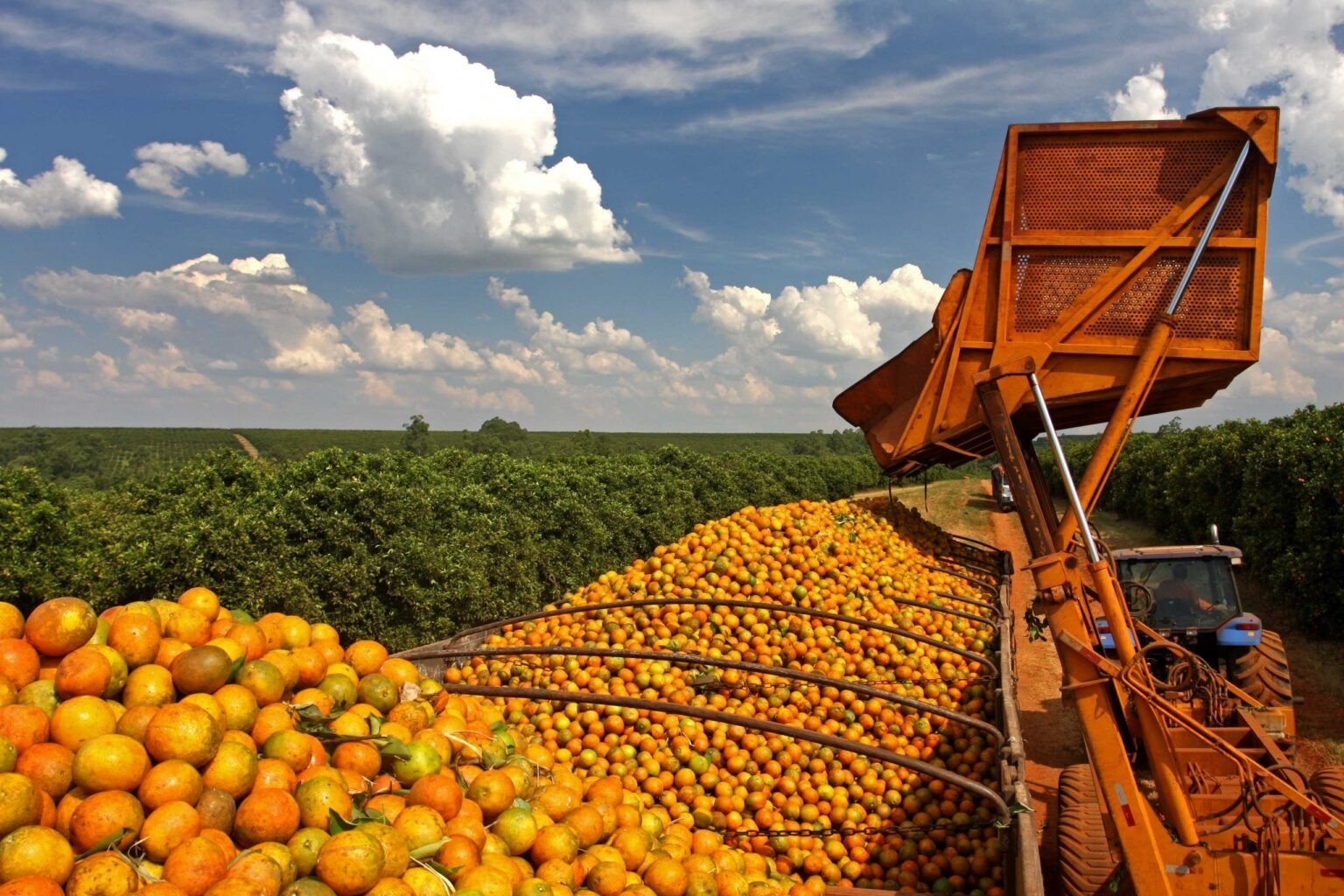 Exportação de frutas cítricas pode crescer com produtores do Norte de Minas