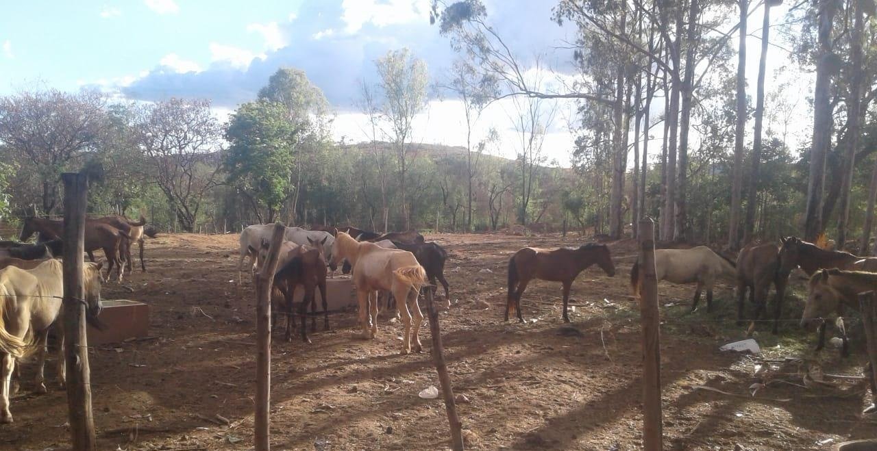 Cavalos que foram recolhidos em vias públicas de Montes Claros serão doados