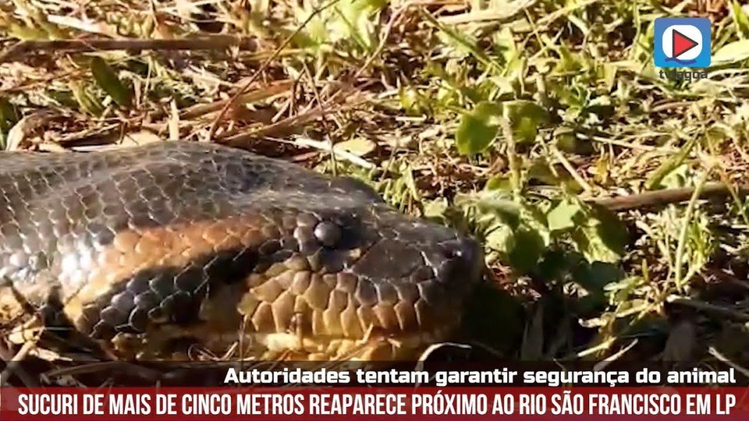 Meio Ambiente monitora sucuri ‘gigante’ vista no rio São Francisco em Minas Gerais
