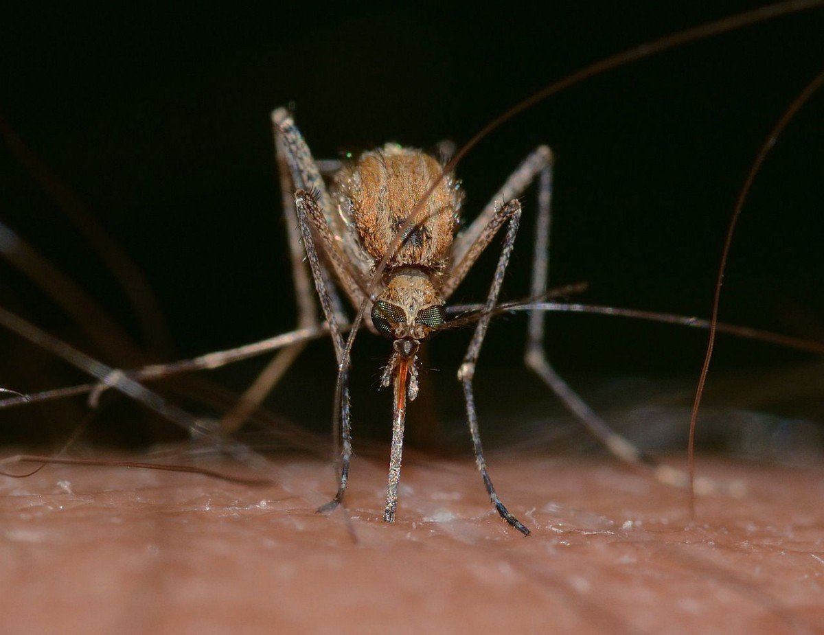 Febre oropouche é transmitida por mosquitos - Foto: Pixabay/francok35