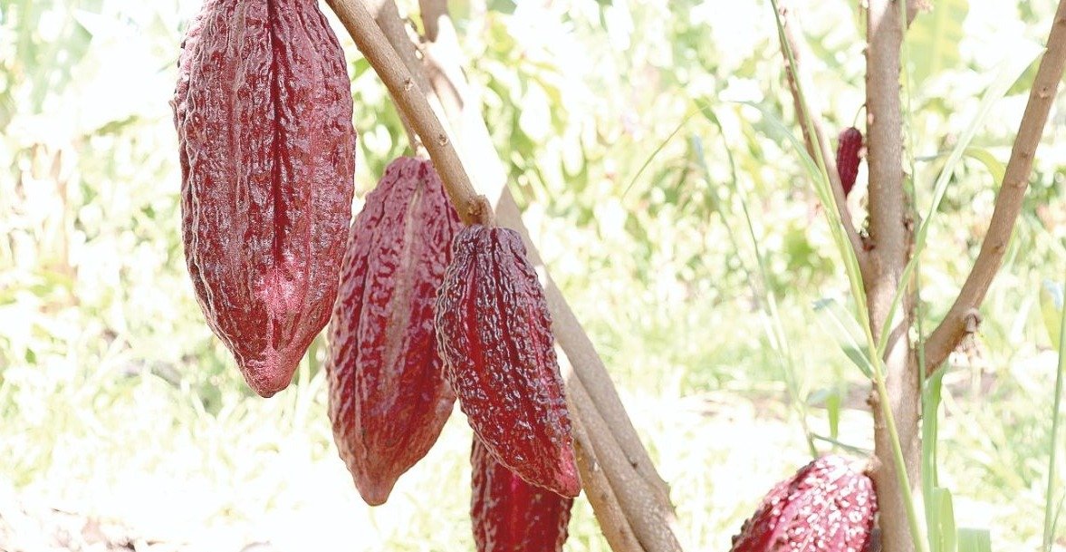 Agronegócio – Minas Gerais descobre vocação para o cultivo de cacau